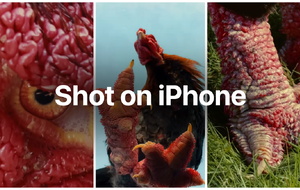 Apple quay phim về gà Đông Tảo bằng iPhone, nhưng cư dân mạng chỉ quan tâm đến… đôi chân